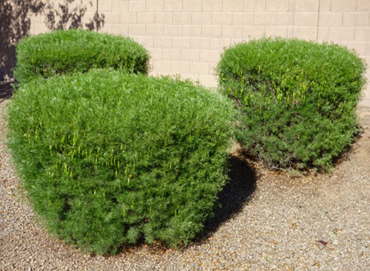 Informal hedge landscaping design with natural stone elements in Ogden, UT.