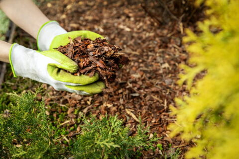 Hands spreading mulch around shrubs in a well-maintained garden bed in Ogden, UT
