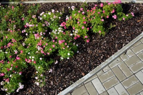 Fresh topsoil and blooming flowers revitalizing a landscaped garden bed in Ogden, UT
